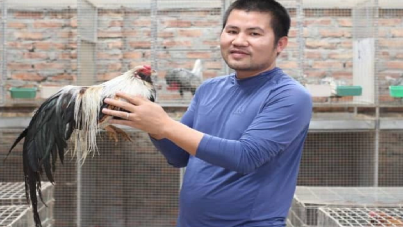 Bật Mí 2+ Cách Luyện Thể Lực Cho Gà Chọi Đơn Giản, Hiệu Quả