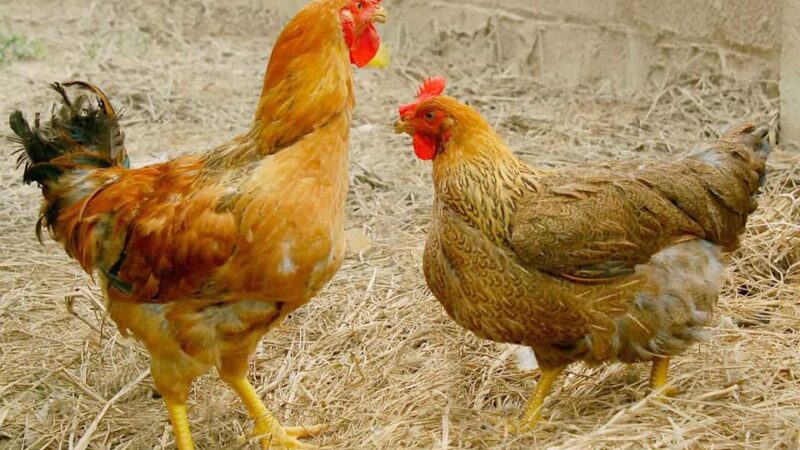 Nguồn Gốc Và Cách Nuôi Hiệu Quả